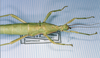CollectionObject 1563738; d4fab842-e1d2-4515-82c3-bf6ddba0222b: copyright MNHN, Paris. female: head and thorax, lateral view (holotype). (CollectionObject).