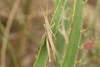 FieldOccurrence 3690; fc043563-d142-44b8-9c9b-ee955cc55f23; north of San Clemente del Tuyú, 2024/02/18: (FieldOccurrence).