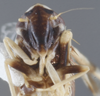 Head on Eupterella gladia DeLong & Ruppel, 1950: Head/Face. (Observation).
