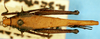 CollectionObject 1581432; 06b672b7-c219-4d7b-bdab-845fe2b81c0e: female, dorsal view. (CollectionObject).