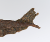 CollectionObject 1562392; abaa87b7-baa2-468f-b2ff-49941447bd88: copyright ZMUH, Hamburg. female: end of abdomen, lateral view (holotype). (CollectionObject).