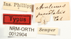 CollectionObject 1529894; 167722f3-fd61-4d51-942c-570b312c93a0, NRM-ORTH0012904: labels (lectotype). (CollectionObject).