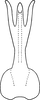 Aedeagus, ventral view on Erythridula brundusa (Robinson, 1924): Aedeagus, ventral view. (Observation).