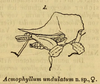 CollectionObject 1500870; d78773cb-a8eb-4289-bc24-5137aa6deab8: female, holotype, image from Karsch (1890). (CollectionObject).