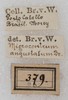 labels (syntype). Depicts CollectionObject 1564209; NMW 379', cc8a1285-3d03-480a-8f93-66e9a473013c, a CollectionObject.