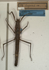 CollectionObject 1560132; NMW 455, 053dad5d-be6a-4610-83e1-ed69a47b46a5: copyright NMW, Vienna. female of synonym Menexenus lugens (syntype). (CollectionObject).