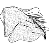 Pygofer, lateral view: Pygofer, lateral view. (Observation).