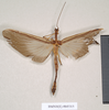CollectionObject 1562150; ac44a805-3df0-439b-9533-8168752763e5: copyright Natural History Museum, London. male (holotype). (CollectionObject).