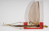 CollectionObject 1560612; f0c30491-3959-4ce1-a84b-b84f0a27f783: copyright ZMB, Berlin. male (syntype). (CollectionObject).
