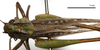 female, dorsal view (holotype). Depicts CollectionObject 1532120; 51080269-3759-455b-aac7-6005281a972e, a CollectionObject.