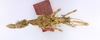 CollectionObject 1557490; c311c51d-73ad-49b4-9ecc-58f20919c101: copyright MCZ Harvard. female juv. (holotype). (CollectionObject).