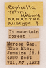 CollectionObject 1585735; 8fa27623-194f-4931-acaf-1bae2752e047: labels (allotype). (CollectionObject).