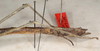 Canuleius inermis Redtenbacher, 1906: copyright St. Petersburg. female: end of abdomen, lateral view (paralectotype). (Otu).