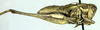 CollectionObject 1568277; b97dd1e7-4fa5-4c2d-a4cd-2af111a6a2fc: male, lateral view (paratype). (CollectionObject).
