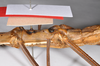 CollectionObject 1559887; 74134ed5-ba71-4aea-98fd-17ae53c90090: copyright ZMHB, Berlin. female: mid body, ventral view of synonym Monandroptera parallela (holotype). (CollectionObject).