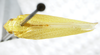 Habitus, dorsal view on Siphanta acuta (Walker, 1851): (Observation).