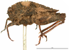 CollectionObject 1521867; OUM 749, ae9c4b61-2a3e-4414-849a-d97ce1862d31: female, lateral view (syntype). (CollectionObject).