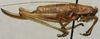 CollectionObject 1535989; e92040d2-a98a-4af3-987b-1db2bbec6b06: female, lateral view (allotype). (CollectionObject).