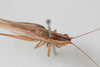 CollectionObject 1506490; f8e56635-8ac9-4f90-8cfb-a2e9f4842349: male, dorsal view (paralectotype). (CollectionObject).