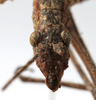CollectionObject 1539817; 48ea20ca-0c94-4428-98c1-ffd25a7dc282, MNHN-EO-ENSIF713: male face (holotype). (CollectionObject).