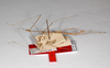 CollectionObject 1557962; 7dadf8b1-eeca-4edb-82ac-3820d481ed4a: copyright ZMHB, Berlin. male, lateral view (holotype). (CollectionObject).