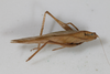 CollectionObject 1505872; d9d71b26-e0a5-4cb7-9801-0a25d4c02232: female, dorsal view (holotype). (CollectionObject).