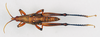 CollectionObject 1501069; 666ab749-683c-4037-b7df-8b85c90da1b5: male, dorsal view (holotype). (CollectionObject).
