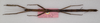 CollectionObject 1563458; f3f0f4d4-60da-4032-a4bc-4d2aa40d7f88: copyright OUMNH. female of synonym Lonchodes hosei herberti (paratype). (CollectionObject).;CollectionObject 1563459; 37de2059-a9d4-4a08-b0be-aecf1f255cbb: copyright OUMNH. female of synonym Lonchodes hosei herberti (paratype). (CollectionObject).