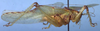 CollectionObject 1504237; b4038932-2a68-4178-b446-ac40679b5e21: male, lateral view (holotype). (CollectionObject).