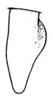 Conocephalus (Opeastylus) vitticollis (Blanchard, 1851): Pl. XXIII, Fig. 4. lateral outline of male cercus. (Otu).