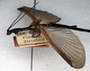 CollectionObject 1562148; NMW 158, 981aa3aa-7bae-409d-ac67-694cf5a8f0e5: copyright NMW, Vienna. male: head and thorax, lateral view (holotype). (CollectionObject).