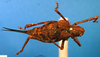 CollectionObject 1501986; 356c0f04-e076-4561-958a-73ea01171539: female, dorsal view (syntype). (CollectionObject).