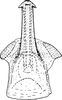 Aedeagus, ventral view: Aedeagus, ventral view. (Observation).