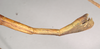 CollectionObject 1558214; NHMUK(SF IMPORT DUPLICATE) 844988, 59a99543-1f66-4225-b795-7462af053b1c: copyright Natural History Museum, London. female: end of abdomen, lateral view of Bacillus cuniculus (syntype). (CollectionObject).