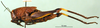 CollectionObject 1501160; 014955bc-6c94-4eeb-8b02-ebaf5b188781: female, lateral view (syntype). (CollectionObject).