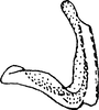 Aedeagus, lateral view: Aedeagus, lateral view (A. ordinatus crocatus). (Observation).
