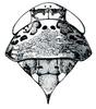 Head: Iowanus majestus, head, pronotum, and mesonotum, dorsally. (Observation).