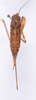 CollectionObject 1535534; MNCN1.244, 4745328b-cc2d-4899-8c76-f081dca45ef9: female, dorsal view (lectotype). (CollectionObject).