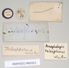CollectionObject 1557074; e8824fa7-7bdd-4f78-b5d6-828855d146a0: copyright Natural History Museum, London. male, data labels [round label reversed] of Anophelepis telesphorus (syntype). (CollectionObject).;CollectionObject 1557075; 8e1aa3ad-4f20-40ea-8faf-7e21629869df: copyright Natural History Museum, London. male, data labels [round label reversed] of Anophelepis telesphorus (syntype). (CollectionObject).