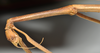 CollectionObject 1561672; NTUC 740, ef545296-ecab-4cdd-9e44-941d03968d60: copyright NTUC. female: head and thorax, lateral view (holotype). (CollectionObject).