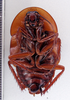 CollectionObject 1588600; 28ba732b-4f66-424f-8e4c-b96dda2a09f2: Photo by Heidi Hopkins. ANSP:Aspiduchus cavernicola. (CollectionObject).