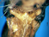 CollectionObject 1592429; 2d86392f-ef39-4c33-8828-f42ec3f29c6f: female subgenital plate (allotype). (CollectionObject).