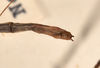 CollectionObject 1559065; f6cbbfce-1944-4626-a48e-3257402d1726: copyright OUMNH. male: end of abdomen, dorsal view of synonym Phasma (Bacteria) fragilis (holotype). (CollectionObject).