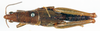 CollectionObject 1506601; d1e387f0-ca89-46d0-a3c7-55adcdd3d81d: female, dorsal view (syntype). (CollectionObject).