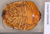 Megazosteria patula (Walker, 1868): Holotype, unsexed, ventral. BMNH(E)#878031. (Otu).