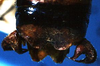 CollectionObject 1533168; b8009945-0ad8-4011-9ec6-692418b057d0: male cerci (holotype). (CollectionObject).