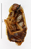 Blattella lobiventris (Saussure, 1895): CC BY-NC-ND 4.0/MNHN - Depraetere Marion - 2014. Type, female, of stylifera Chopard, 1938. Specimen number: MNHN-EP-EP1827. http://coldb.mnhn.fr/catalognumber/mnhn/ep/ep1827. (Otu).