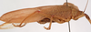 CollectionObject 1534702; f6a49883-4a52-4f0c-8e85-2f41d2782e43: male habitus, lateral view (syntype of Mataeus longipennis). (CollectionObject).