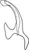 Aedeagus, lateral view on Erythridula zephyr (Ross & DeLong, 1953): Aedeagus, lateral view. (Observation).