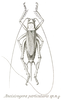 Ancistrogera particularis Brunner von Wattenwyl, 1898: Pl. XX, Fig. 54. female (body length 27 mm, tegmina 19 mm, ovipositor 18 mm). (Otu).